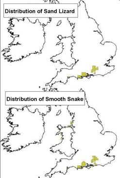 Distribution of protected reptiles