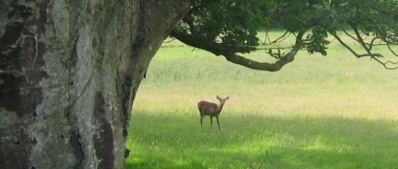 Deer at Holford