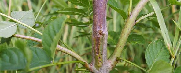 Scarring on infected stem